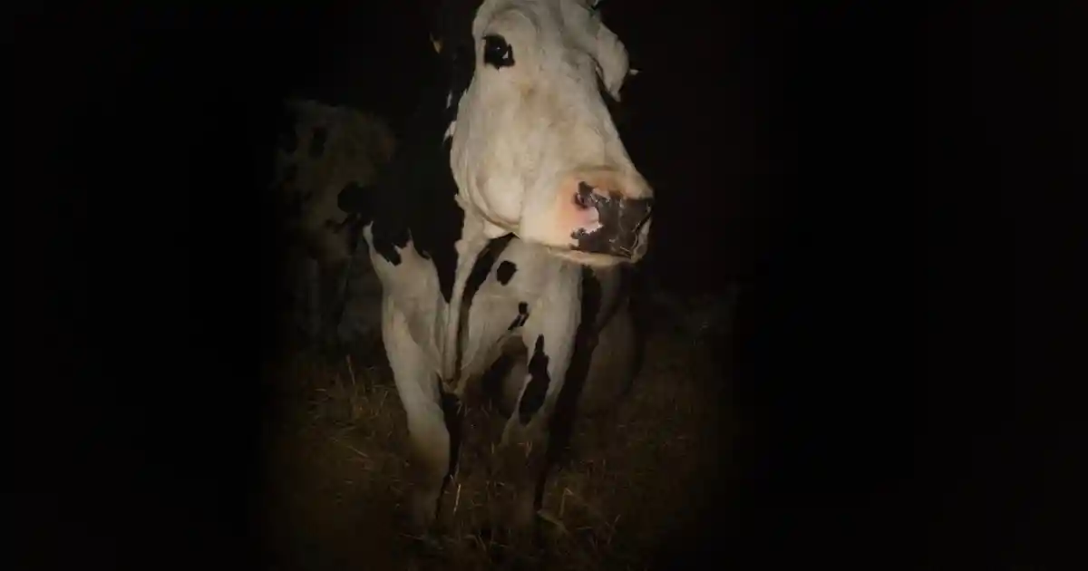 Rex Cow Cow - Kino Rex Bern