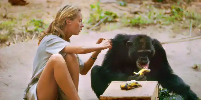 Gombe, Tanzania - David Greybeard was the first chimp to lose his fear of Jane, eventually coming to her camp to steal bananas and allowing Jane to touch and groom him. As the film JANE depicts, Jane and the other Gombe researchers later discontinued feeding and touching the wild chimps. The feature documentary JANE will be released in select theaters October 2017. (National Geographic Creative/ Hugo van Lawick)