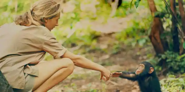 Gombe, Tanzania - Jane Goodall and infant chimpanzee Flint reach out to touch each other&#039;s hands. Flint was the first infant born at Gombe after Jane arrived. With him she had a great opportunity to study chimp developmentóand to have physical contact, which is no longer deemed appropriate with chimps in the wild. The feature documentary JANE will be released in select theaters October 2017. (National Geographic Creative/ Hugo van Lawick)