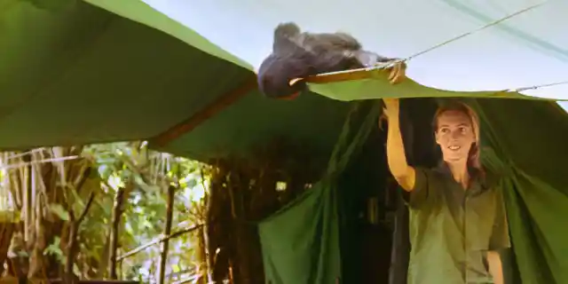 Gombe, Tanzania - &quot;Flint&quot; peeks into a tent at Jane Goodall. The feature documentary JANE will be released in select theaters October 2017. (National Geographic Creative / Hugo van Lawick)