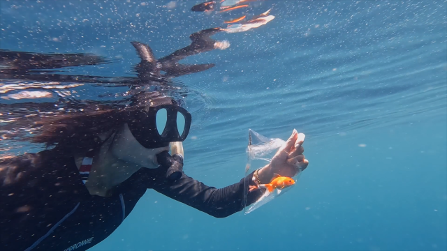 2509_KyunChome_Goldfish_02