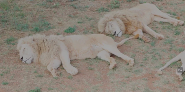 2601_CassandraSchurtenberger_SeaLionLionessSea_02