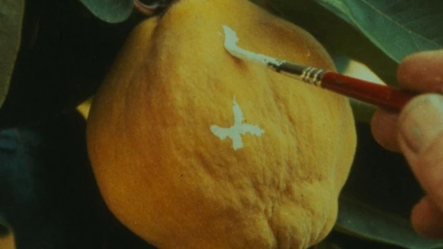 2602_ElSolDelMembrillo_02