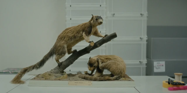 2603_ElephantsSquirrels_07