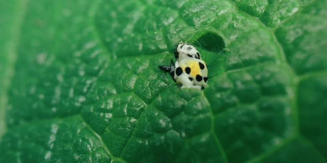 2605_UnterPflanzen_07