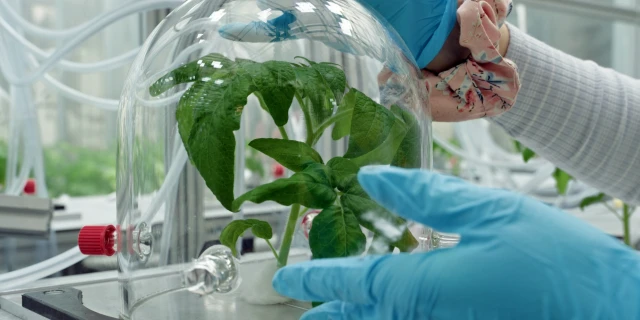 2605_UnterPflanzen_02