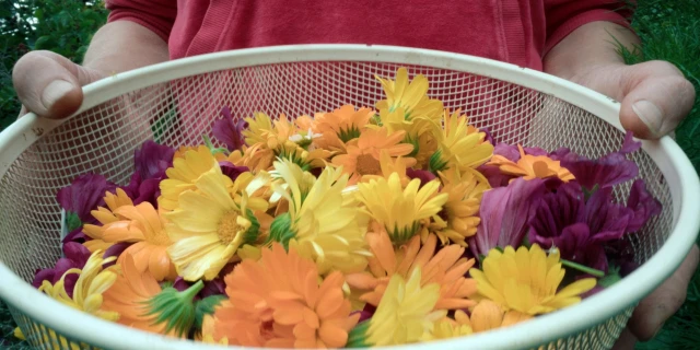 2605_UnterPflanzen_05