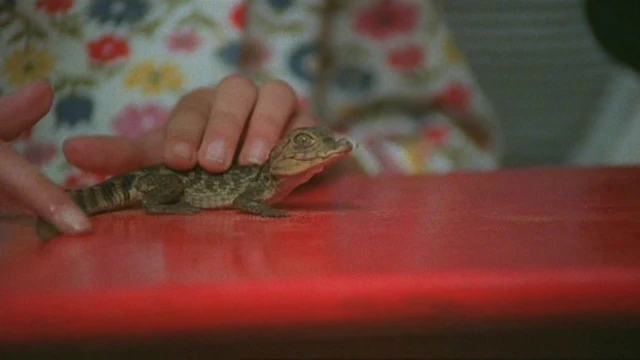 2703_Alligator_03