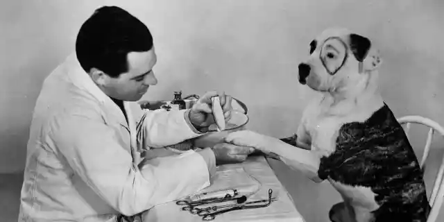 January 1932:  Pete, the pup of Hal Roach&#039;s &#039;Our Gang&#039; has his teeth cleaned, throat sprayed, eyebrows plucked, toenails polished and his ears cleaned.  (Photo by Fox Photos/Getty Images)